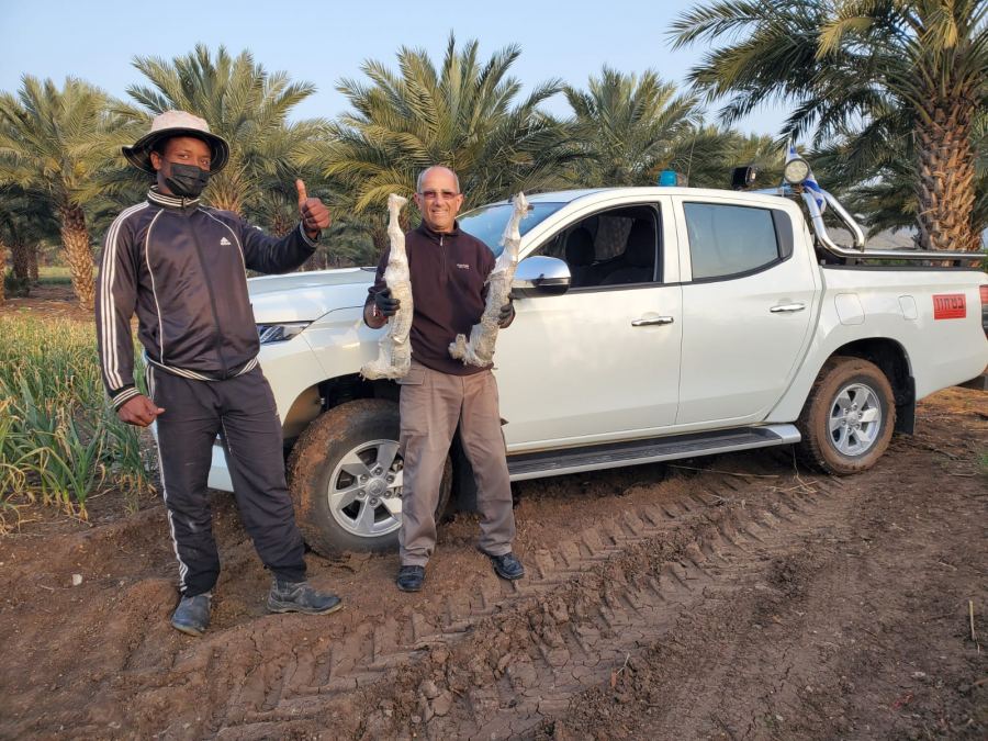 الشرطة تضبط قطعتين سلاح غير قانوني من نوع كلاشنيكوف في البلدة الزراعية حماديا بالقرب من بيت شان